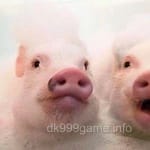 Avatar of Asad Nawaz